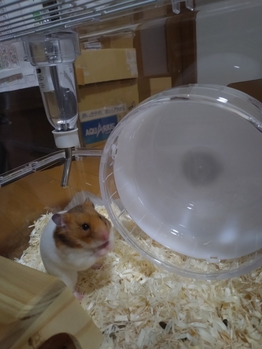 ストーンスマイル🍊 tweet media