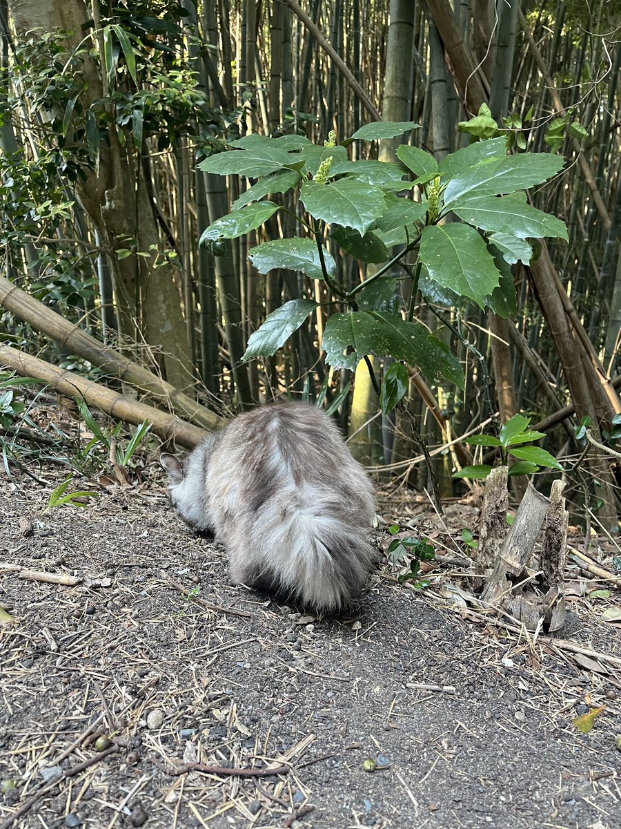 ずっと行ってみたかったところ！🐱🏝️