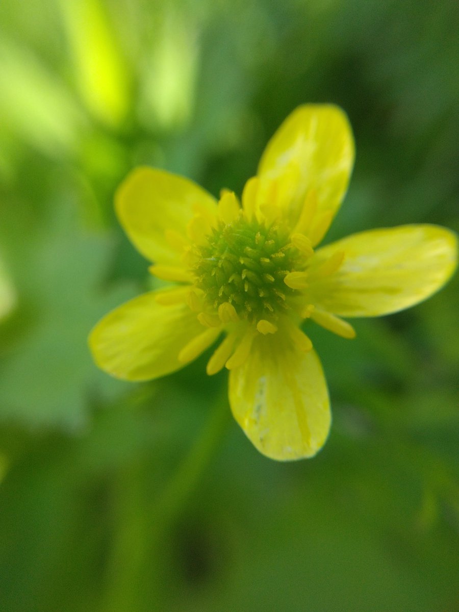 ふーにゃんばぁば tweet media