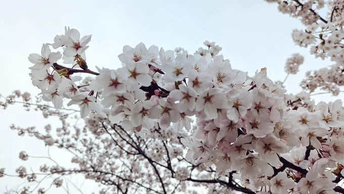 満開だった 晴れてればな〜!