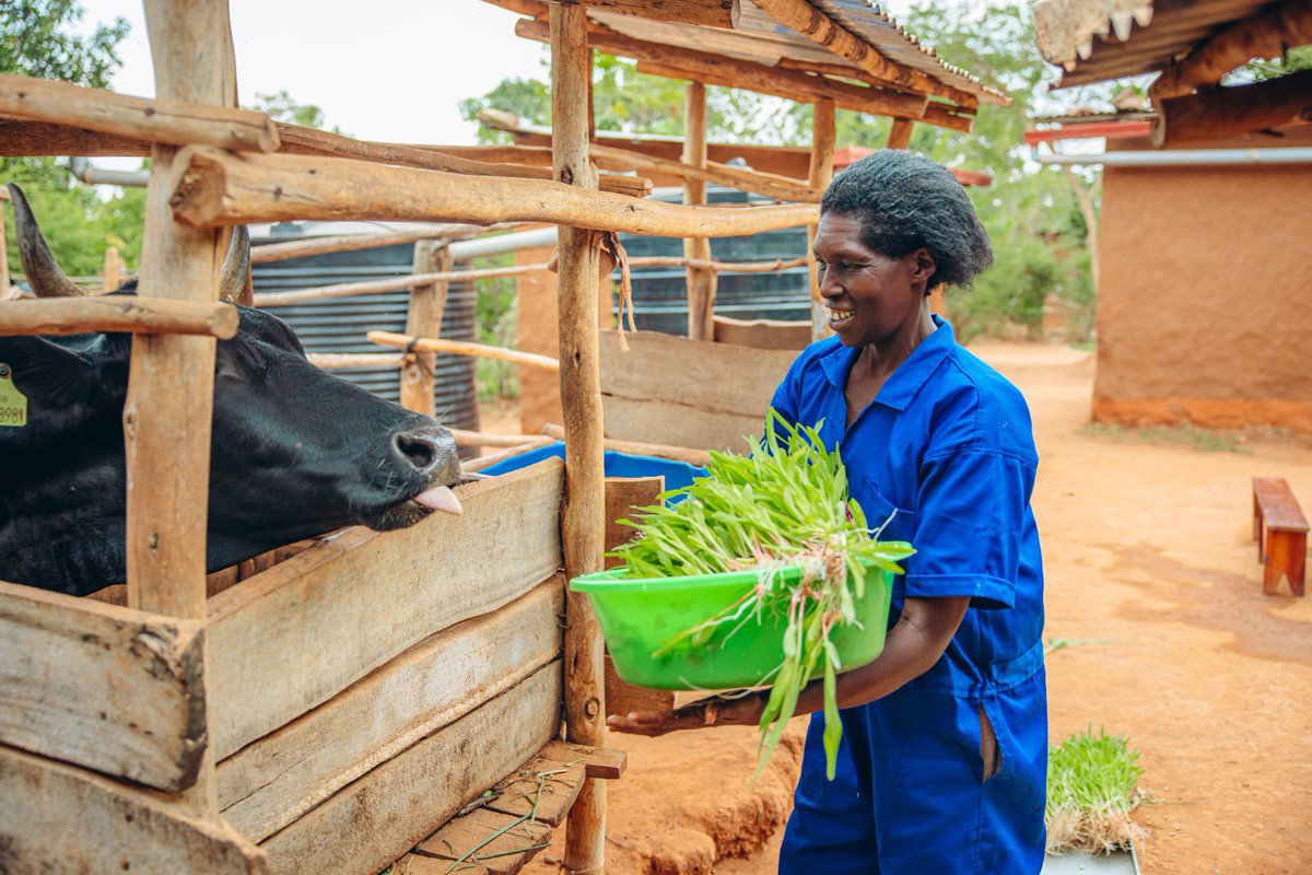 AgriShoot's tweet image. Did you know that #hydroponic fodder promotes faster growth and greater weight gain for #livestock? 

Feeding your livestock nutrient-dense greens can increase feed conversion rates and farm efficiency. 

#HydroponicFodder
