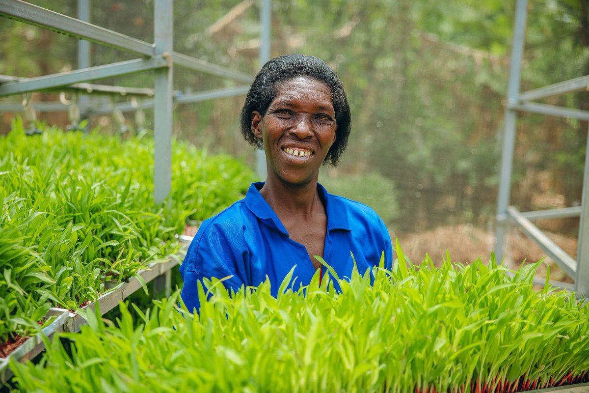 AgriShoot's tweet image. Did you know that #hydroponic fodder promotes faster growth and greater weight gain for #livestock? 

Feeding your livestock nutrient-dense greens can increase feed conversion rates and farm efficiency. 

#HydroponicFodder