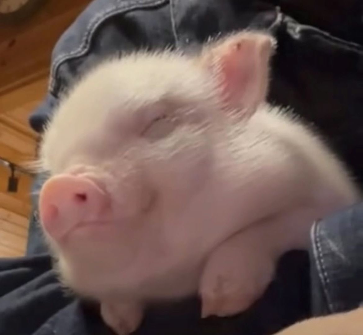 booburries's tweet photo. เขาว่าแก้มหมูมานหอมนี่จริงมั้ยน้า >.< ใครอยากลองหอมเค้าบ้างมั้ยเอ่ย ~ https://t.co/zxR6BPeY1u