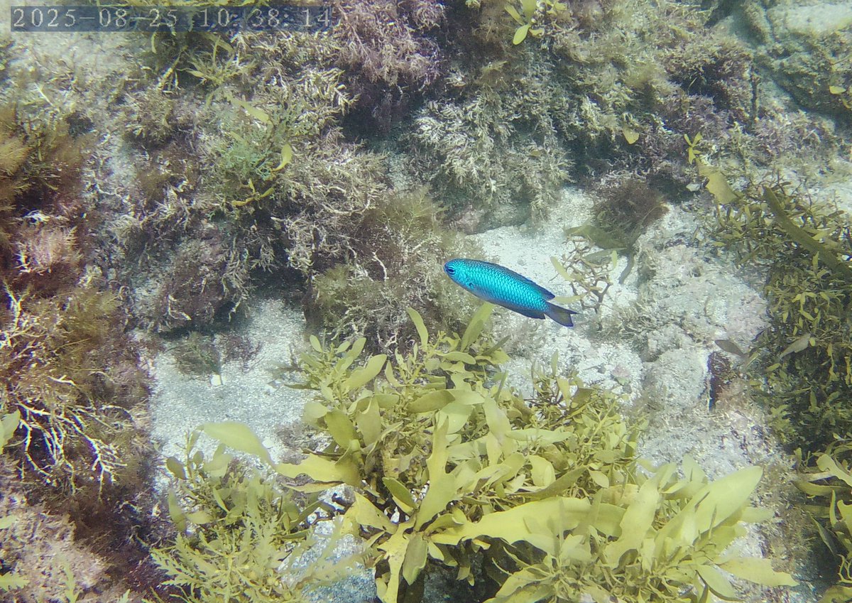 いきなりヒロシ💛🎼🩵 tweet media