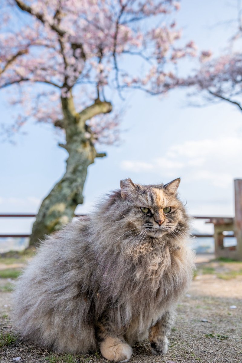 あおいとり🐱写真集「ずっと気まま猫」発売中 tweet media