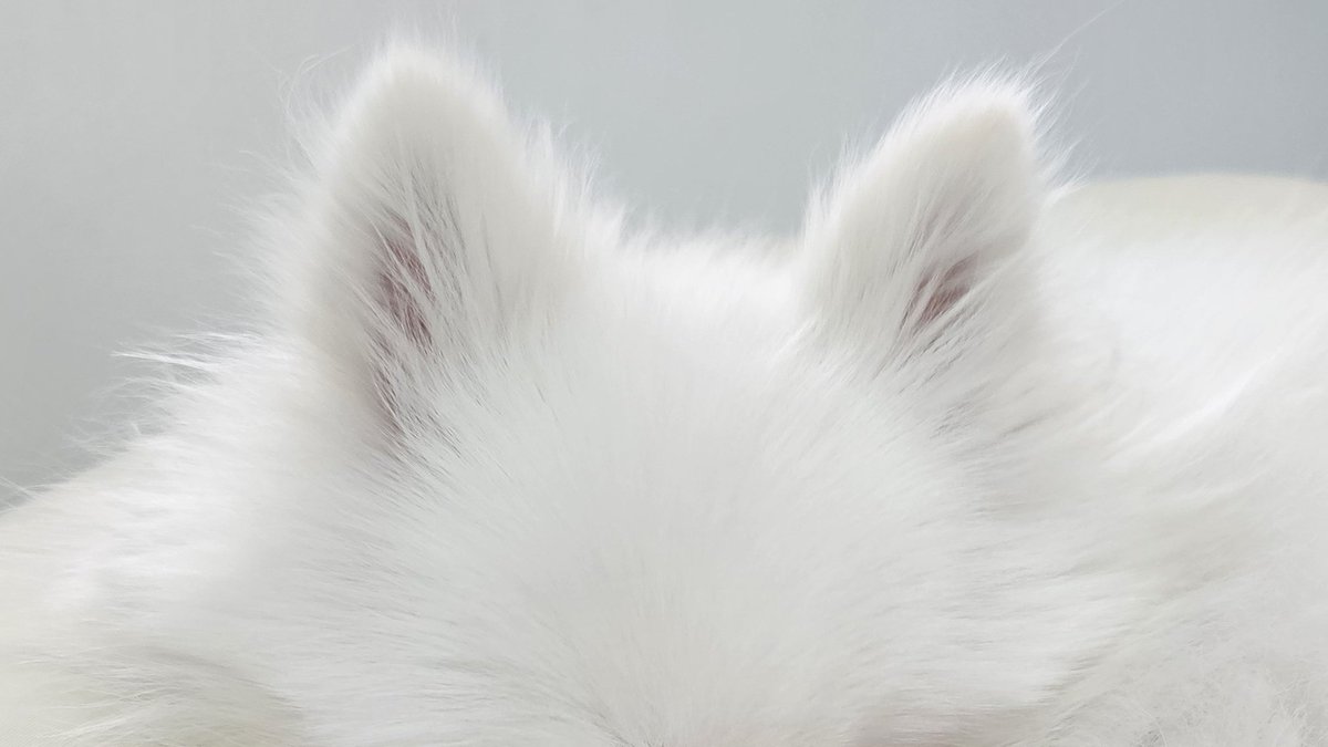 두르강튀아 tweet media