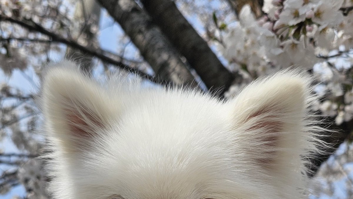 두르강튀아 tweet media