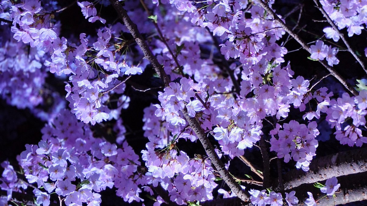 oshige👾 tweet media