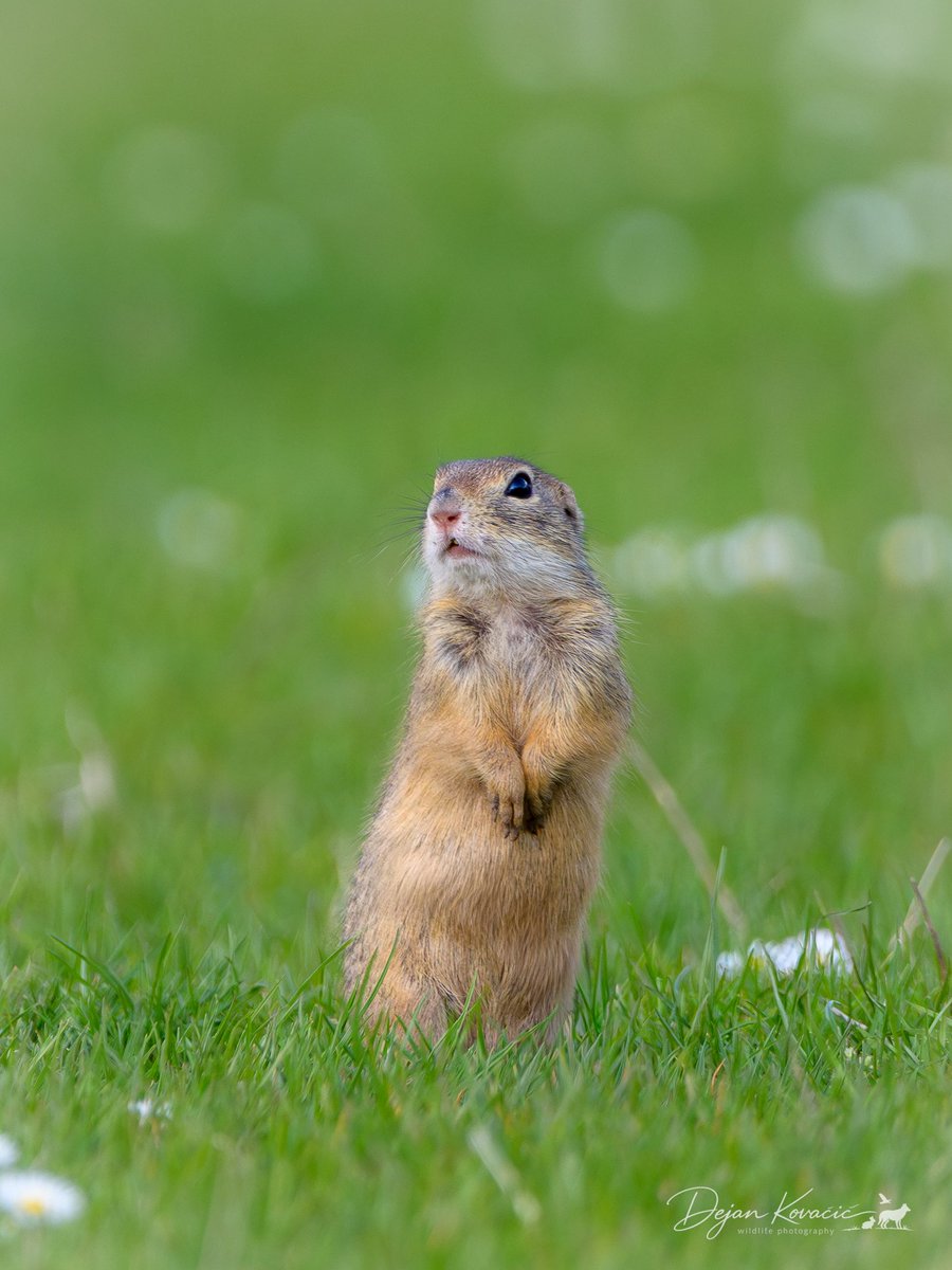 Nesto najsladje danas. Pa nece mene jedan Tv nervirati.