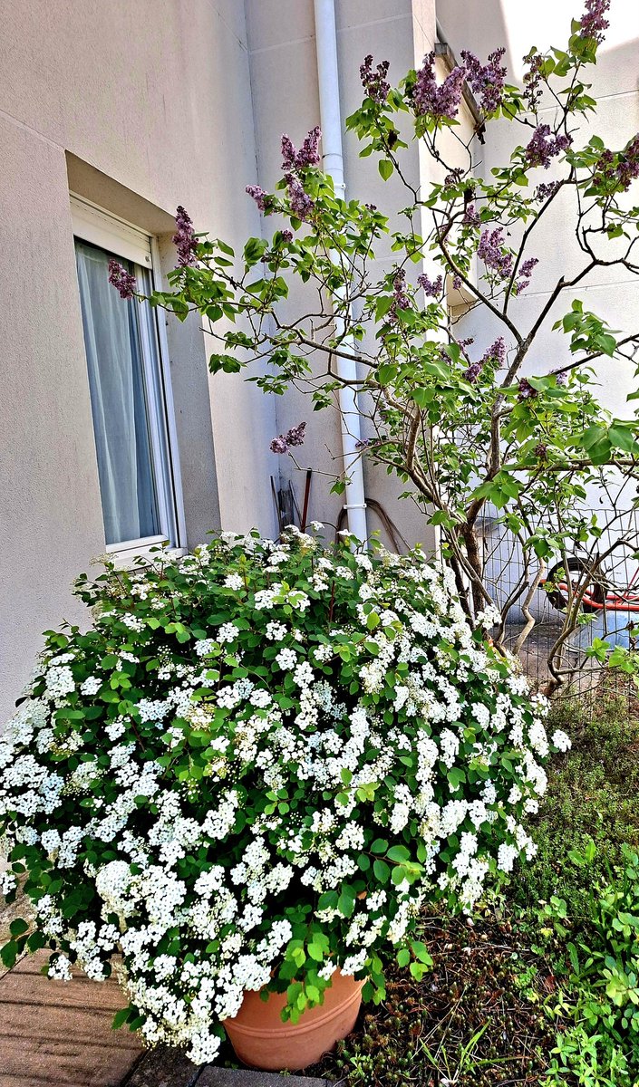 yvetteferrand's tweet image. Dans mon petit jardin de ville à #Tours aujourd'hui