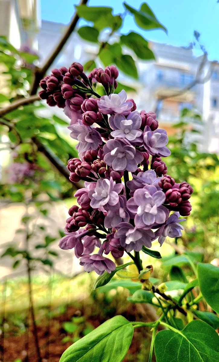 yvetteferrand's tweet image. Dans mon petit jardin de ville à #Tours aujourd'hui