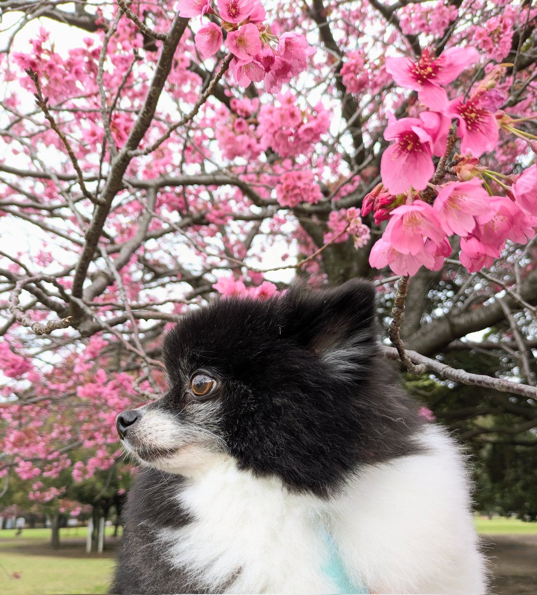 ポメのムク🐶シェルティのロコ🐾 tweet media