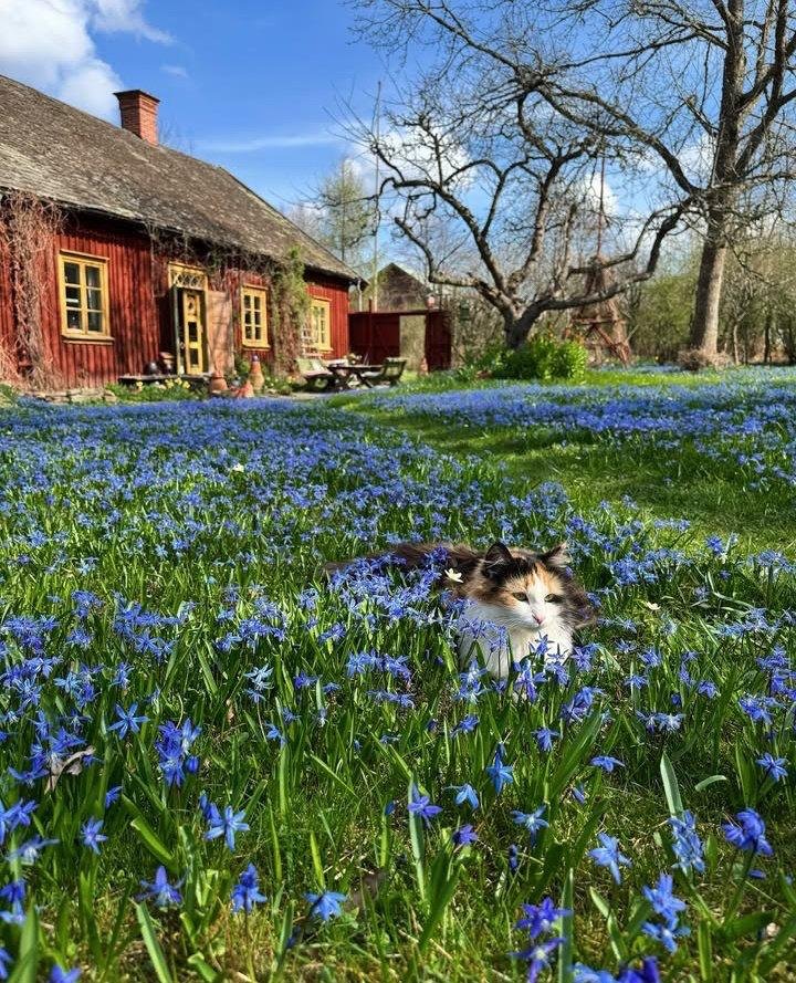 𝙽𝚊𝚝𝚞𝚛𝚎 𝚟𝚒𝚋𝚎𝚜🍂 tweet media