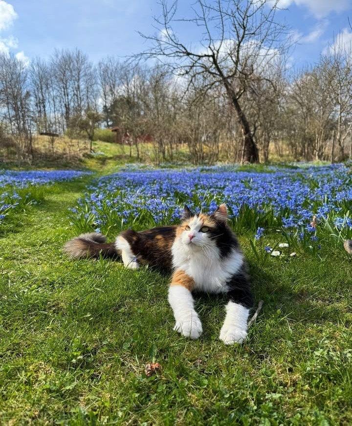 𝙽𝚊𝚝𝚞𝚛𝚎 𝚟𝚒𝚋𝚎𝚜🍂 tweet media