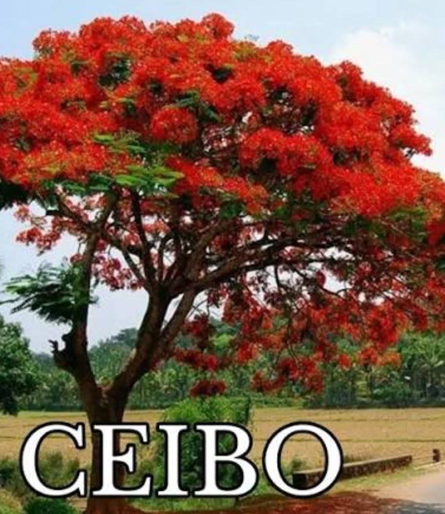 Silvana De Francesco tweet media