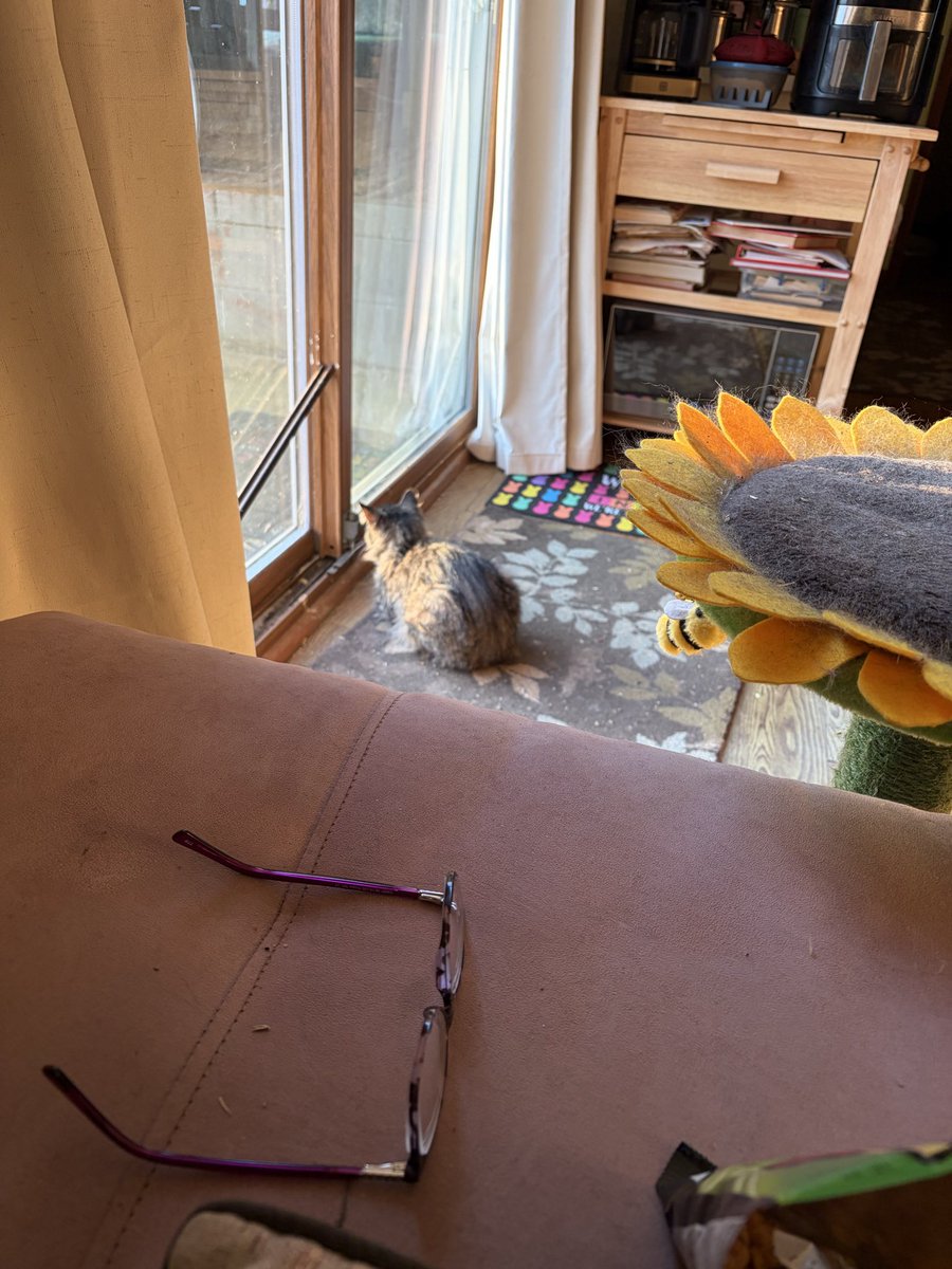 KristyTracey's tweet photo. She is getting her morning sun bathing lol 🐈‍⬛☀️ https://t.co/cjjZemxWYr