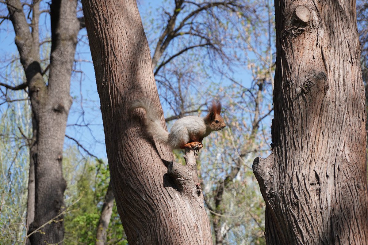 Selam sincap kardeş