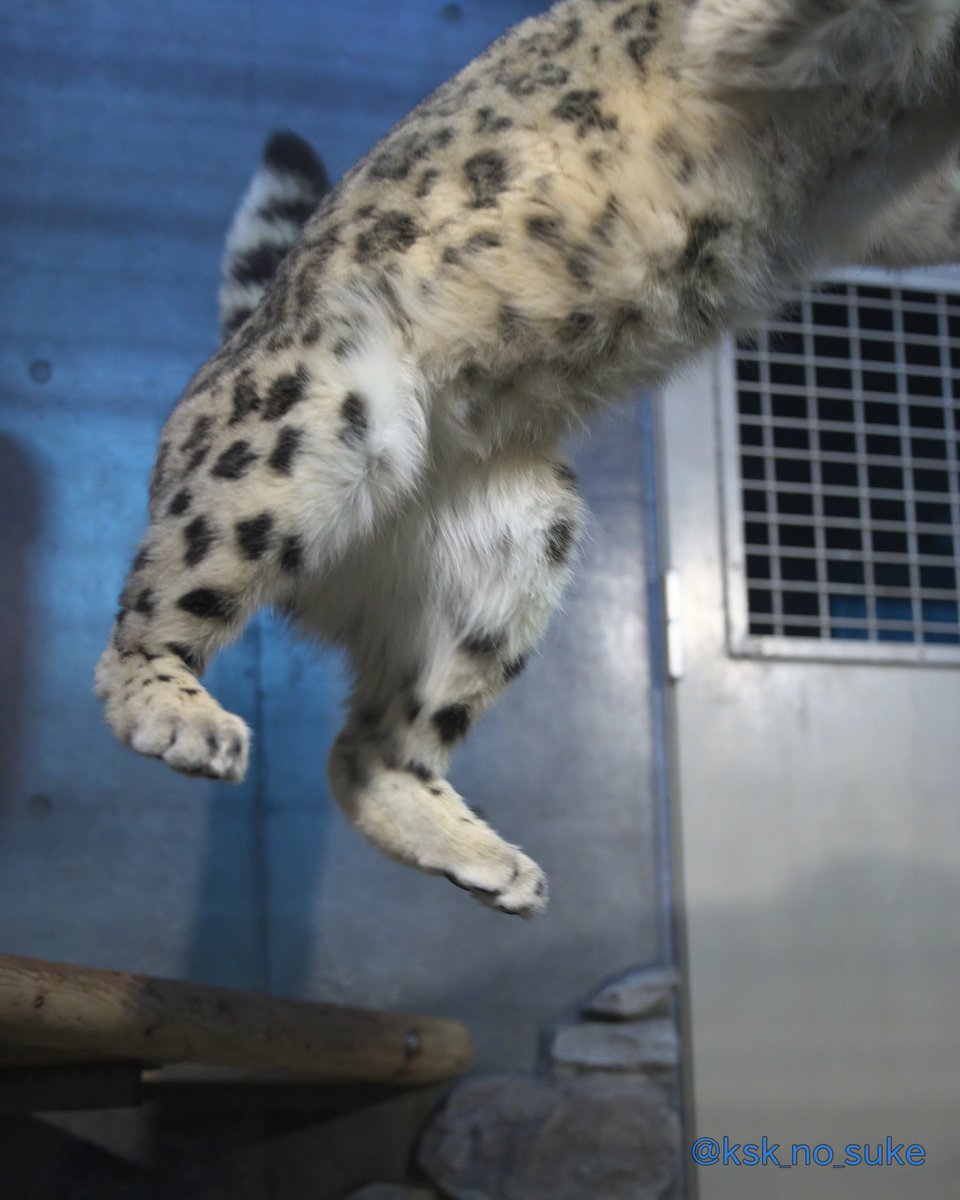ksk_no_suke's tweet image. ジャンプしたヒメルの後ろ足が綺麗に撮れました😂
📷2026.3/27
 #snowleopard #ヒメル
