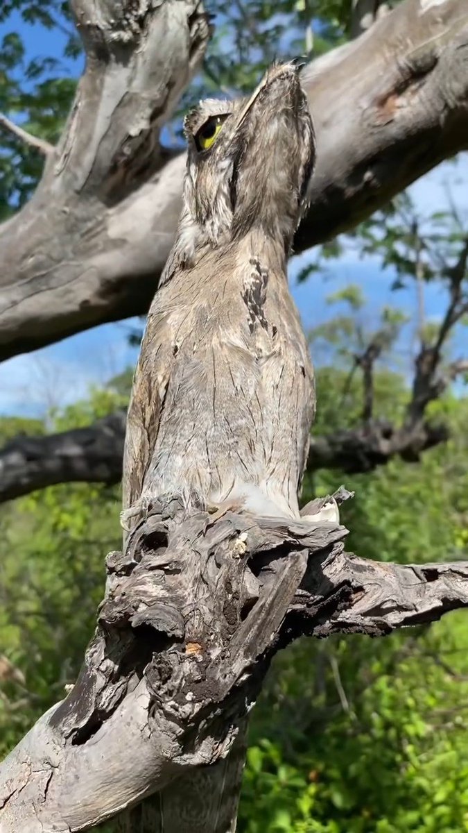 Vandinha tweet media