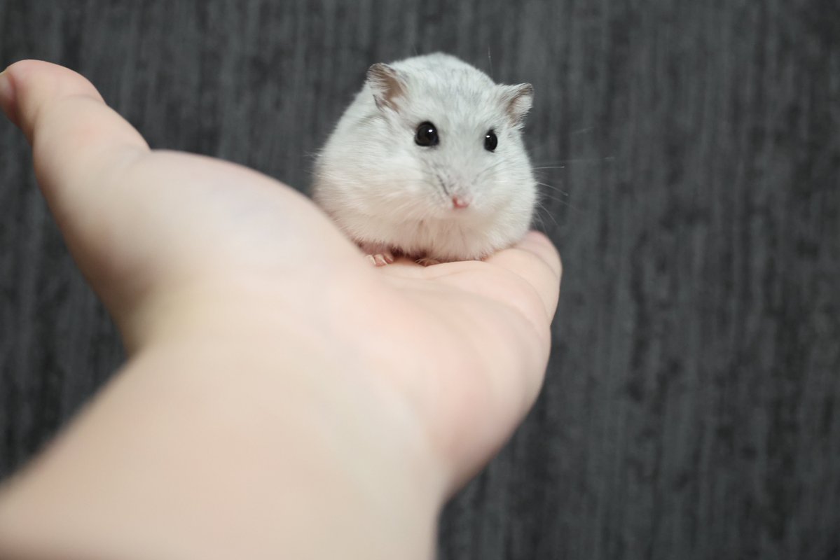 yukochi🐬✩.*˚ tweet media