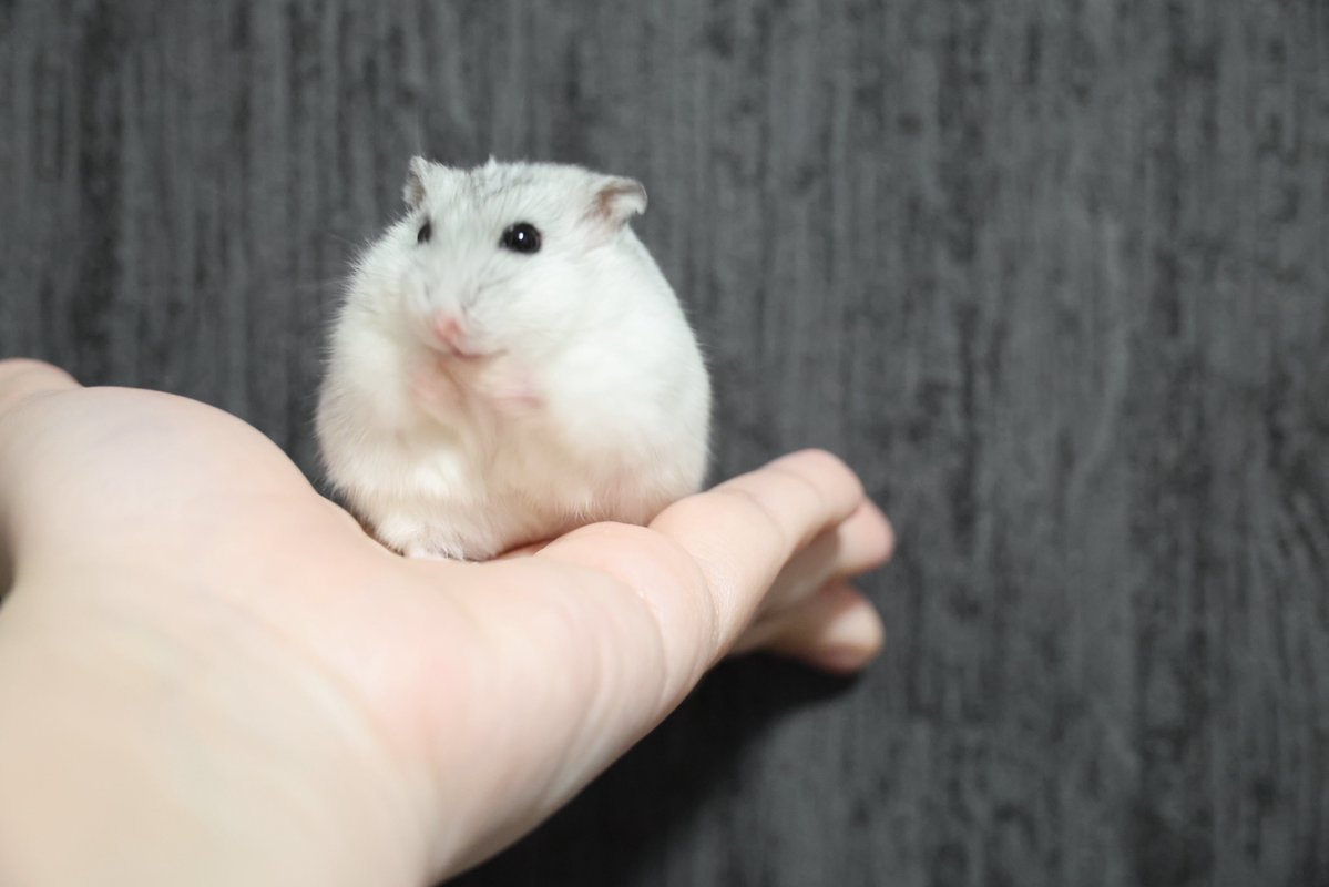 yukochi🐬✩.*˚ tweet media