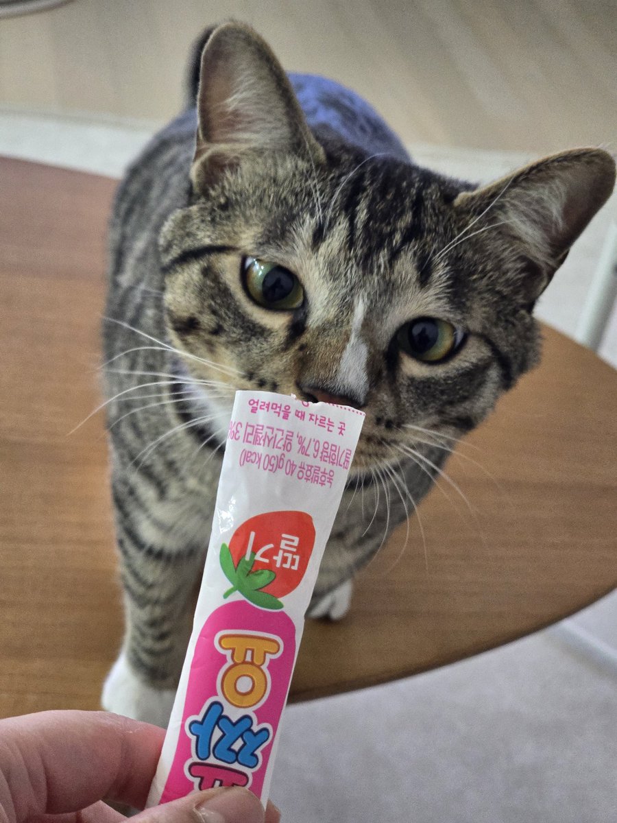 어리 𝒕𝒉𝒆 𝒈𝒓𝒆𝒂𝒕 𝒄𝒂𝒕 tweet media