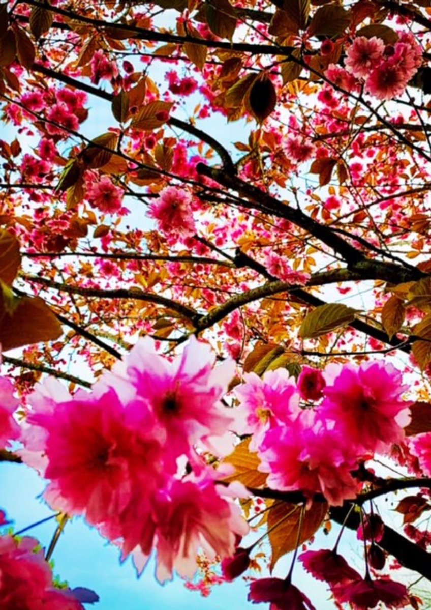 Vocalatti's tweet image. Blossom watch #blossomwatch #beautifulspring #easter