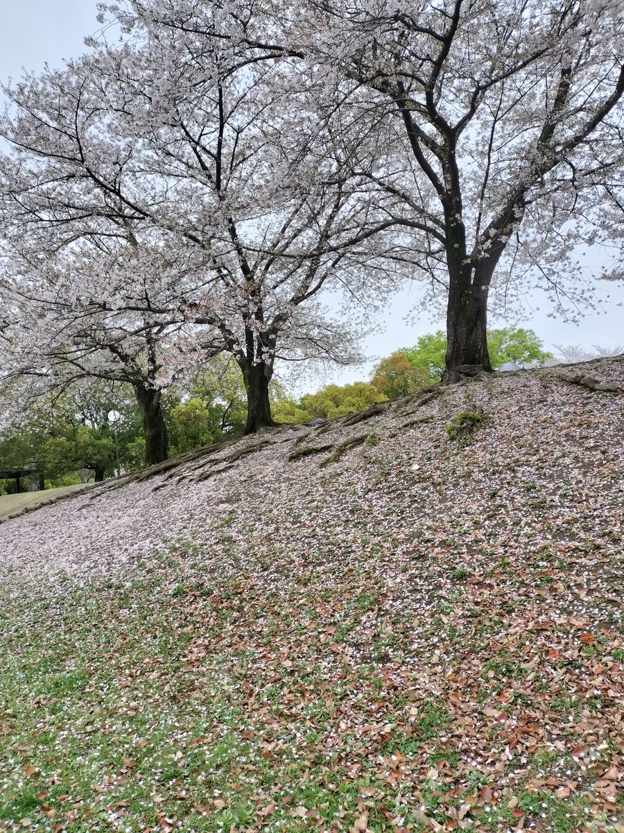 おおお tweet media