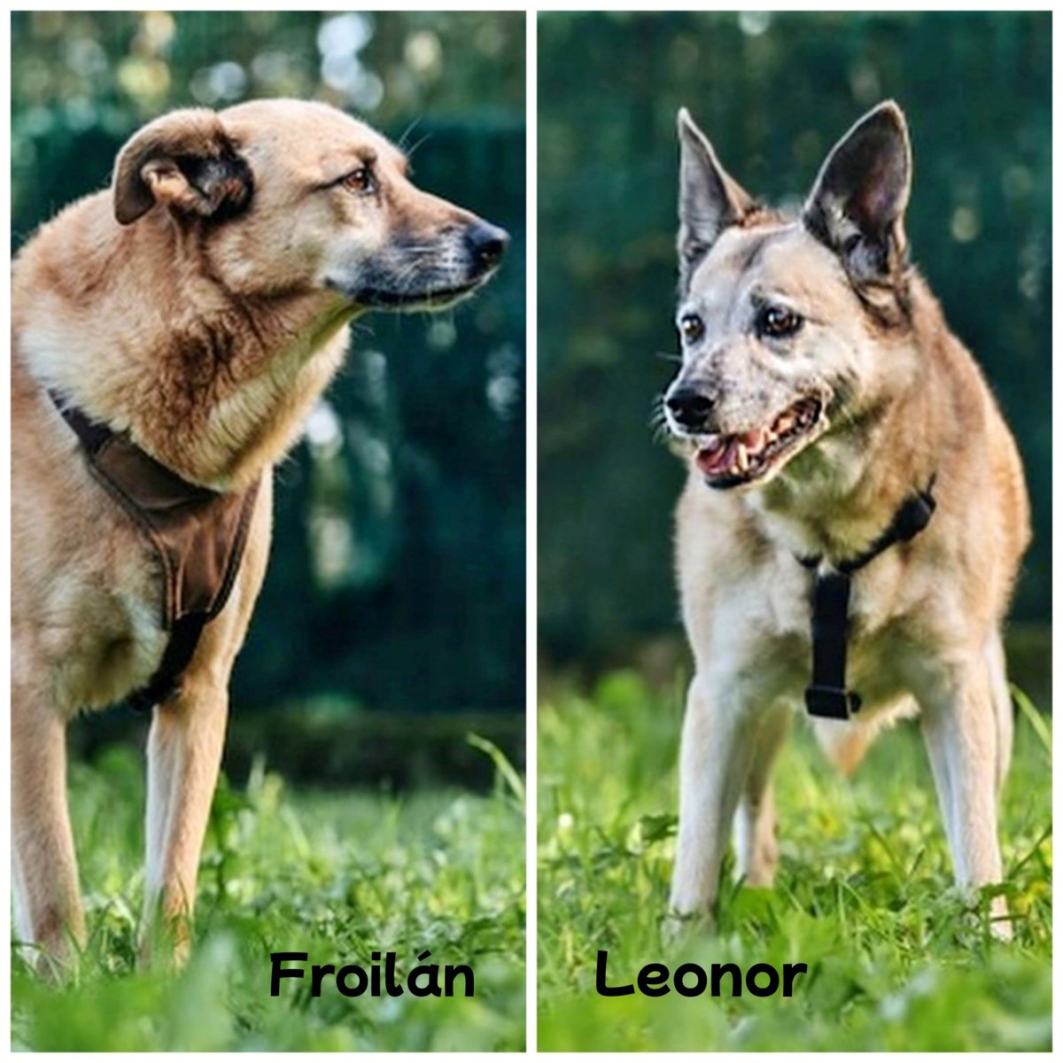 SOS Abuelos tweet media