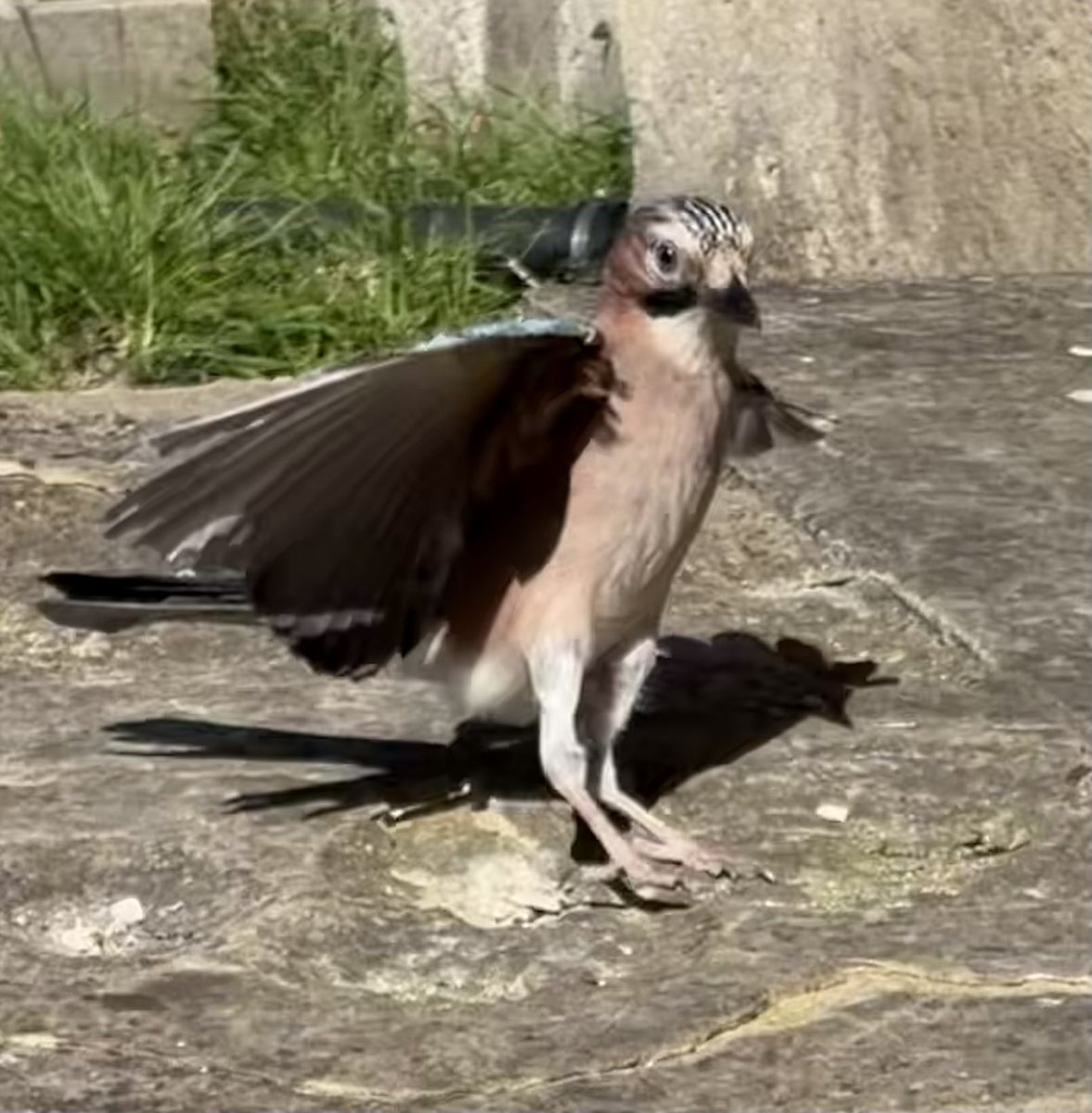 BromptonBunch's tweet image. Another classical ballet dancer arrives #Jays