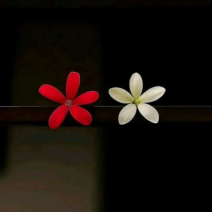 🇵🇰 Zara_Hiyat🇵🇰 tweet media