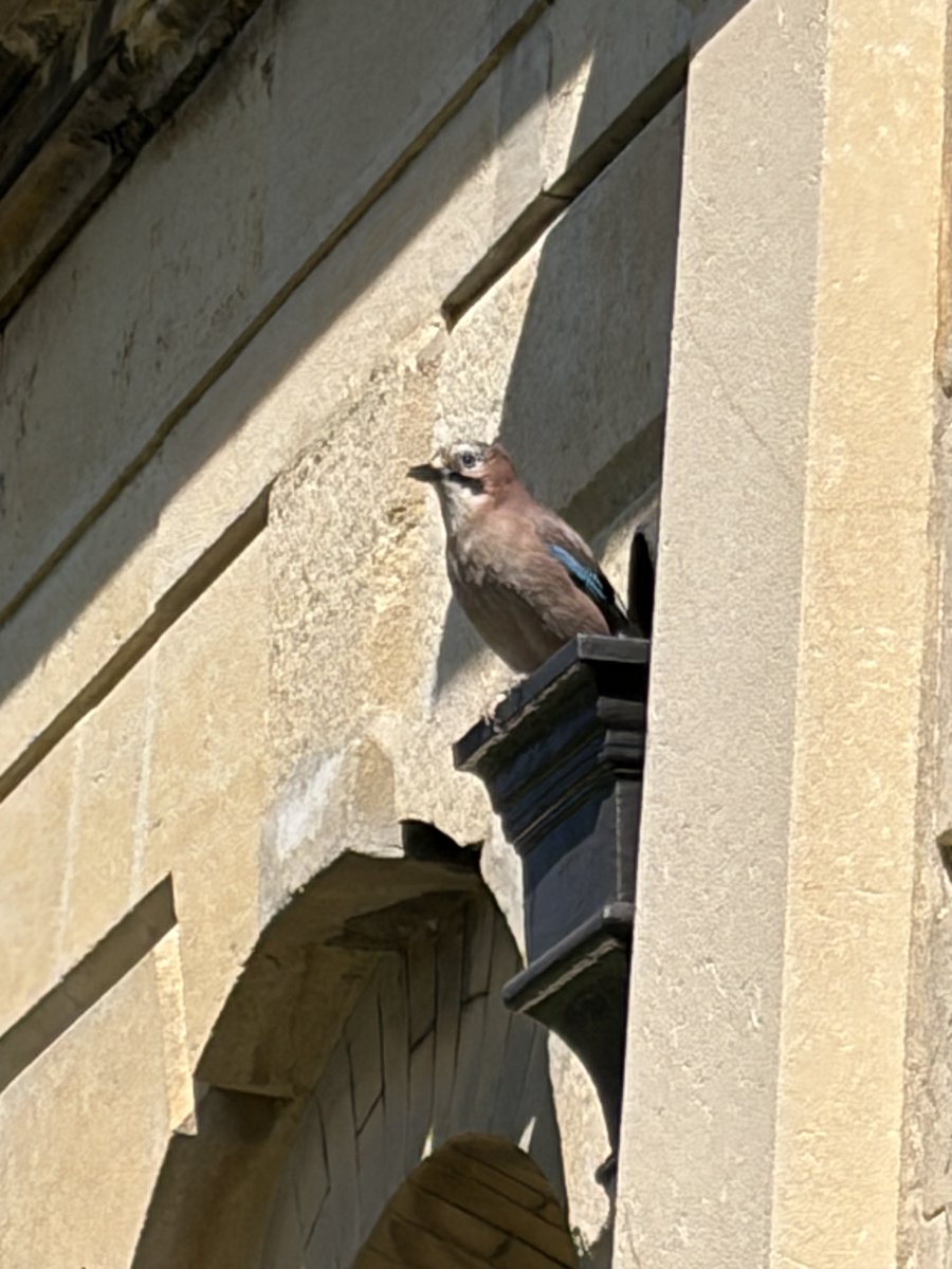 BromptonBunch's tweet image. What a beautiful gargoyle #Jays