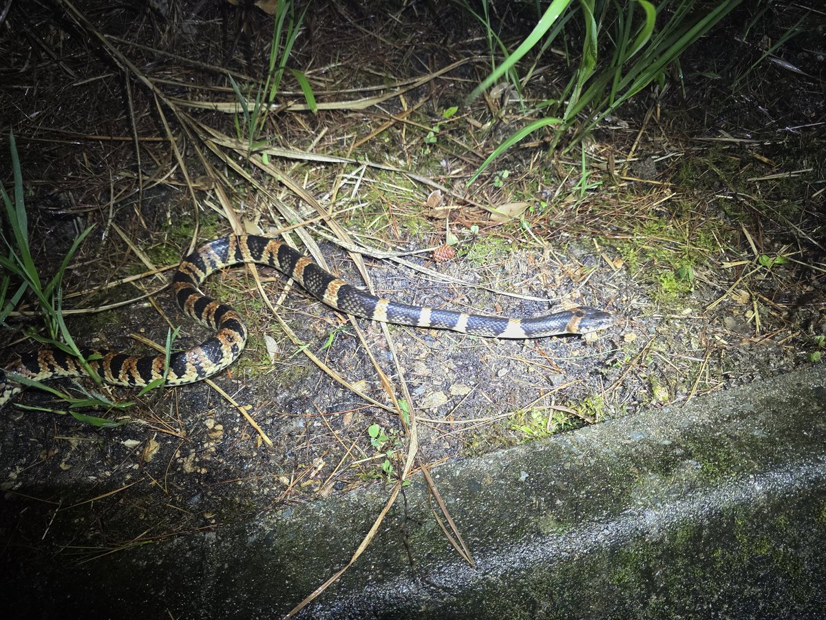 村江名∈″･⊃ウズィ tweet media