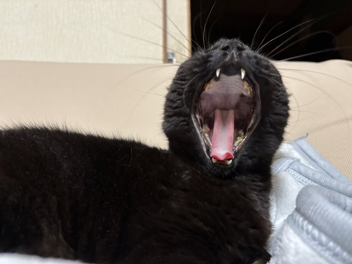 黒猫ベル🖤 tweet media