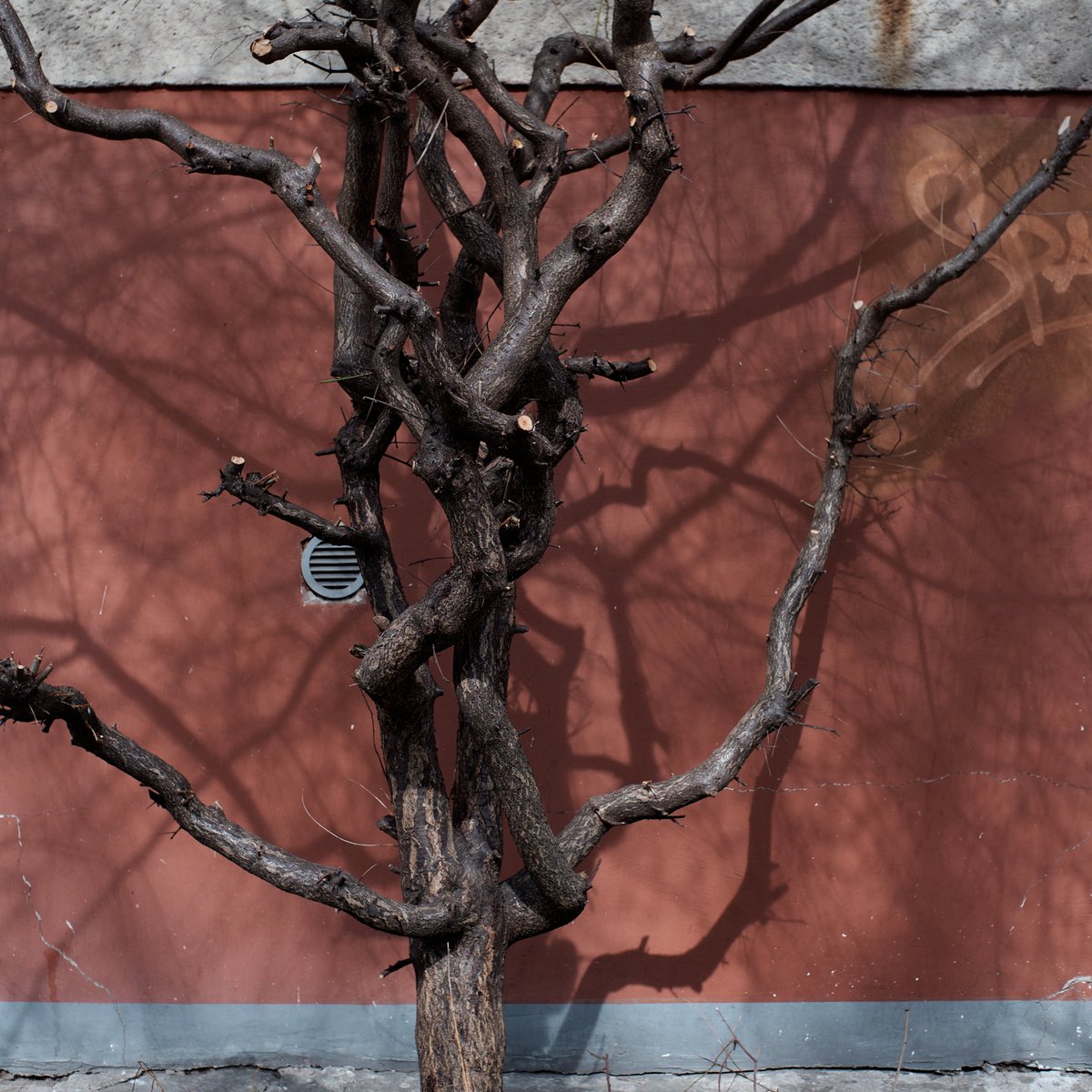 ши ян tweet media