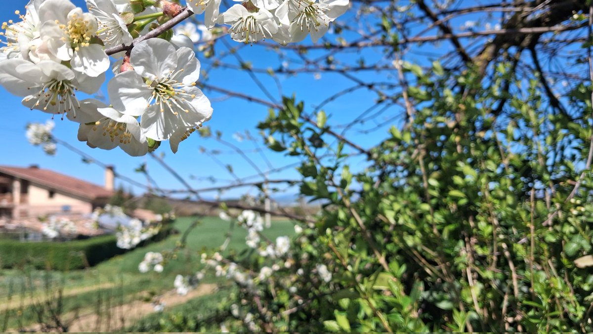 El ferroviario tweet media
