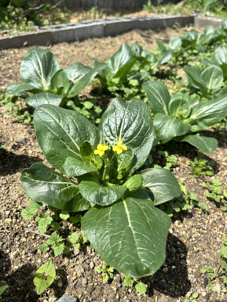 ひらっ子|Webコーダー&Shopify tweet media