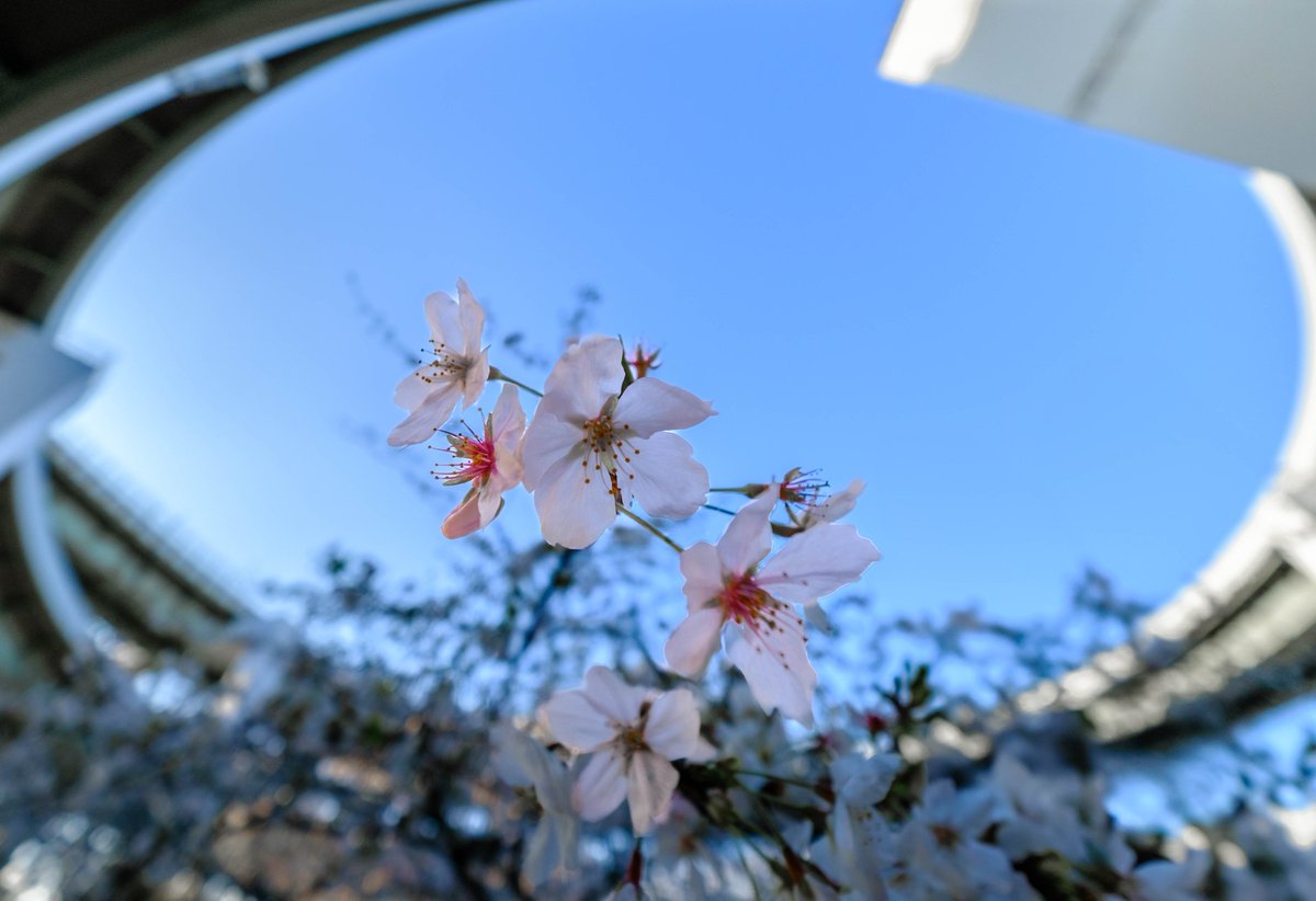 アンモナイト tweet media