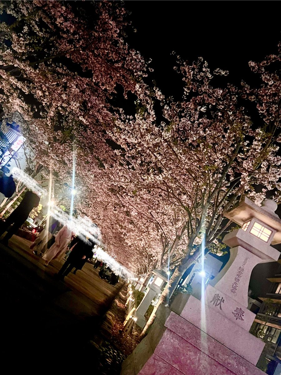 段葛満開です🌸