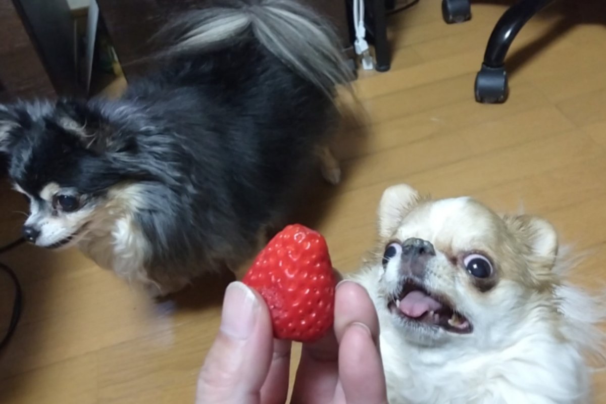 えちごやとちわわ tweet media