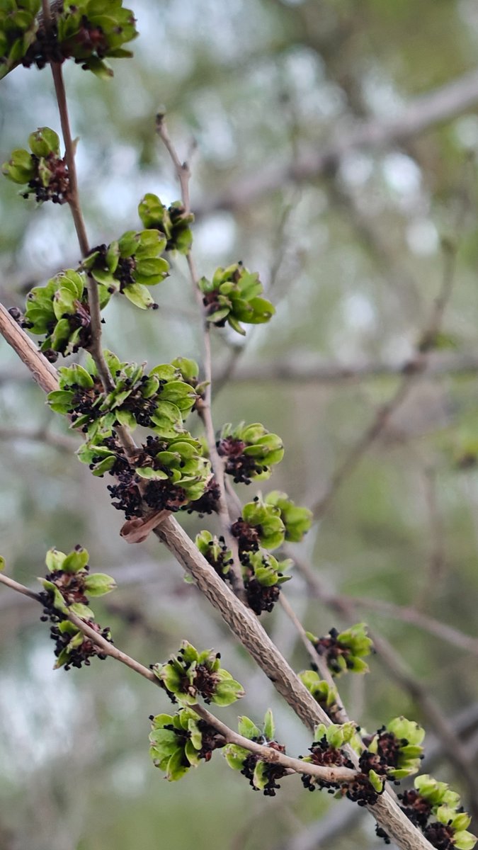 草莓奶昔 tweet media