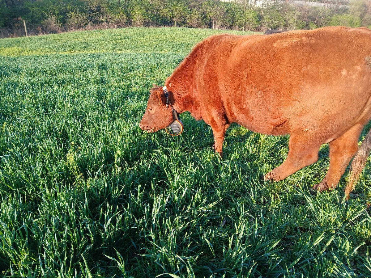 ben_peckman's tweet photo. I love finding and implementing game changers.
Virtual Fencing is a game changer for rotational grazing.
Multiple moves per day automatically. 
Better for everyone.
#Gallagher 
#EShepherd
#covercropgrazing https://t.co/7AfyAtiu5w
