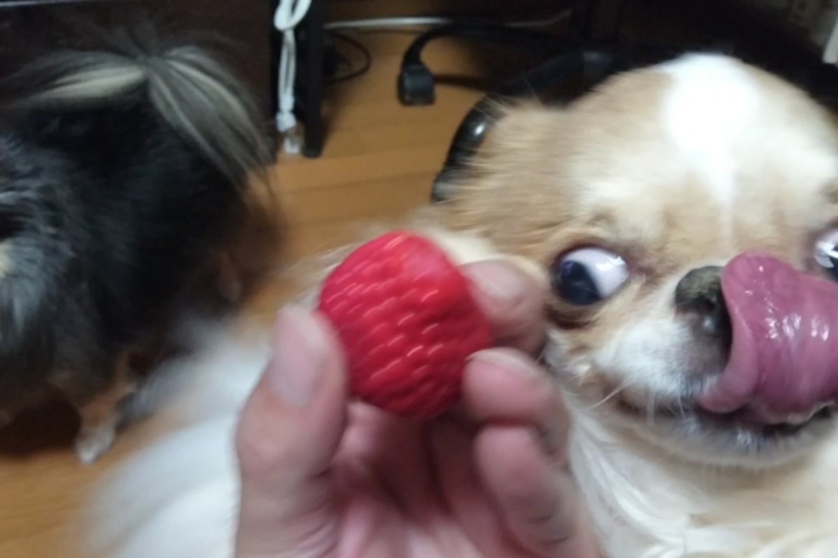 えちごやとちわわ tweet media