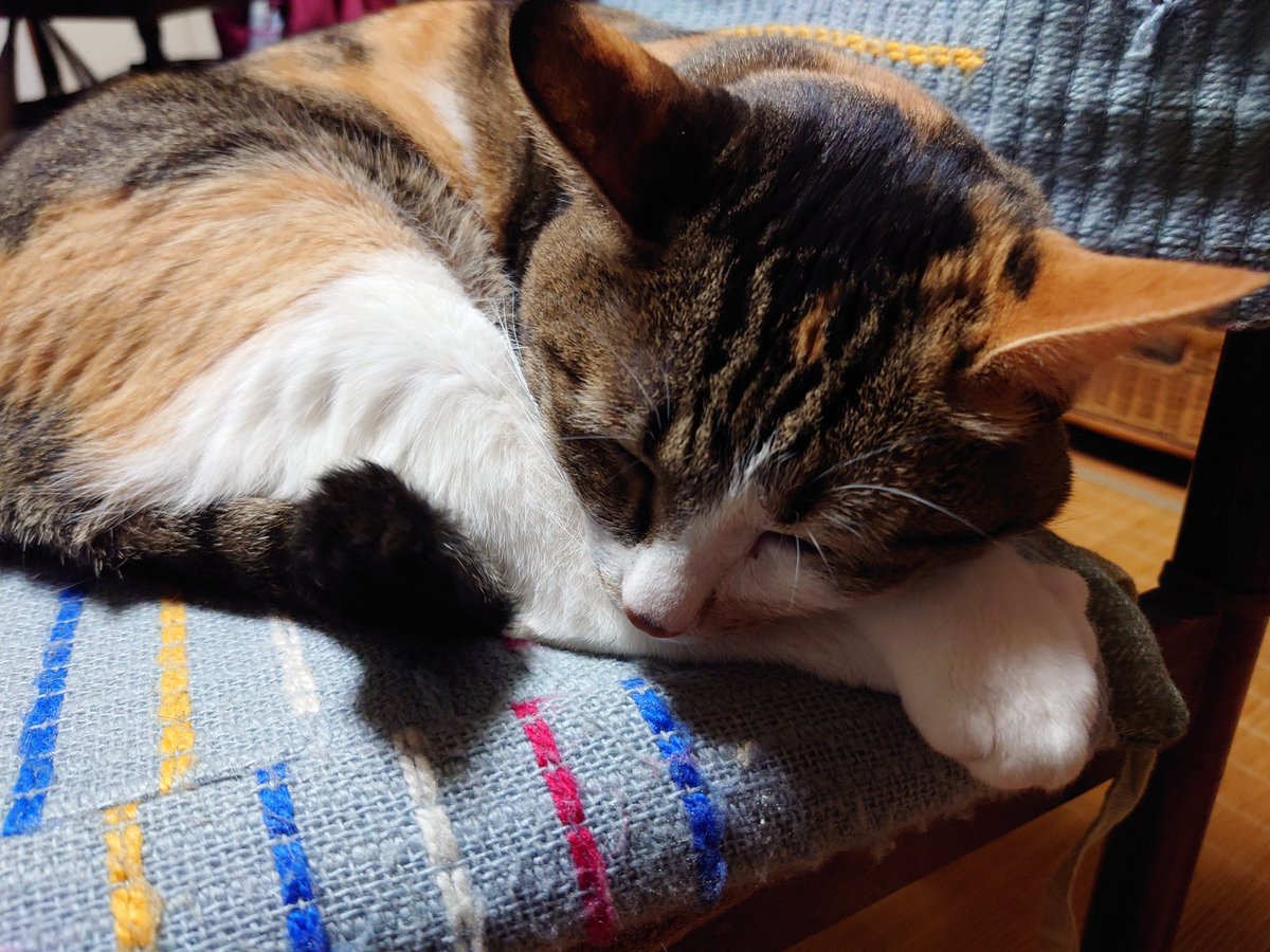 アッサン(アフロのオッサン) tweet media