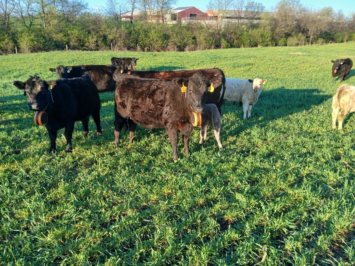 ben_peckman's tweet photo. I love finding and implementing game changers.
Virtual Fencing is a game changer for rotational grazing.
Multiple moves per day automatically. 
Better for everyone.
#Gallagher 
#EShepherd
#covercropgrazing https://t.co/7AfyAtiu5w