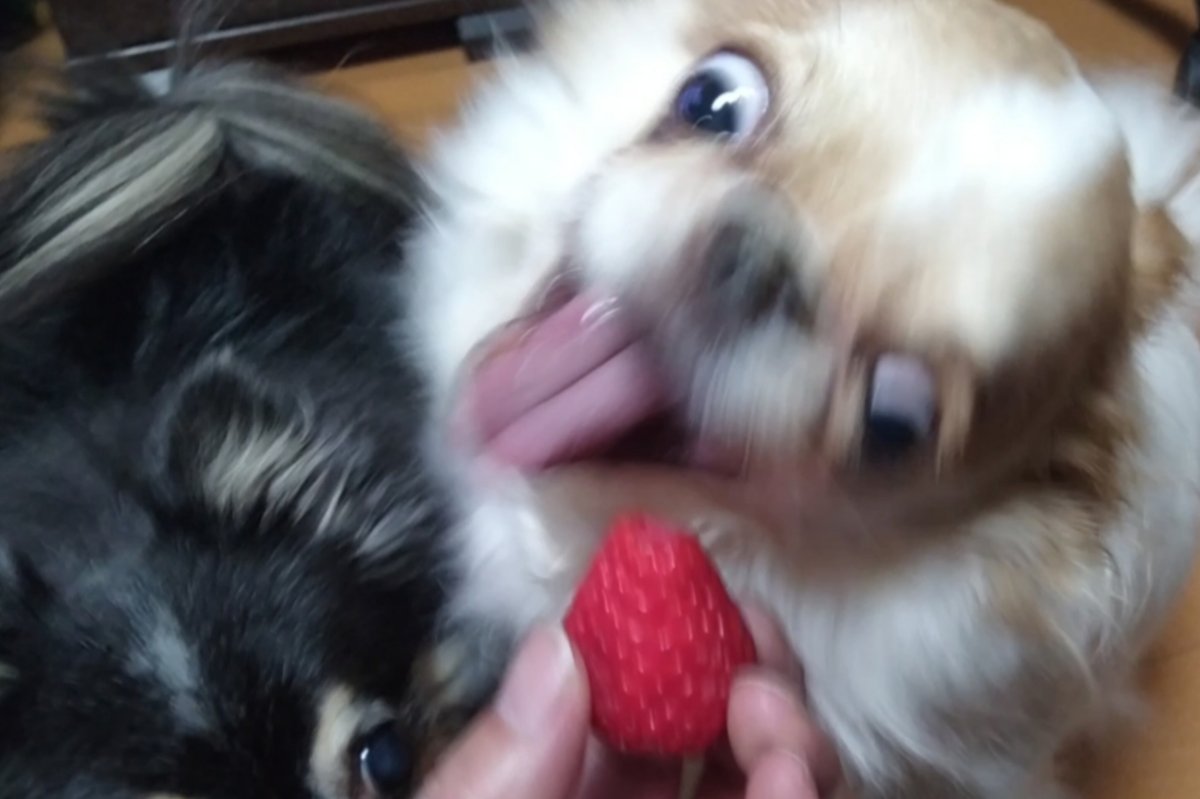 えちごやとちわわ tweet media