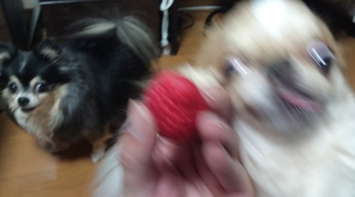 えちごやとちわわ tweet media