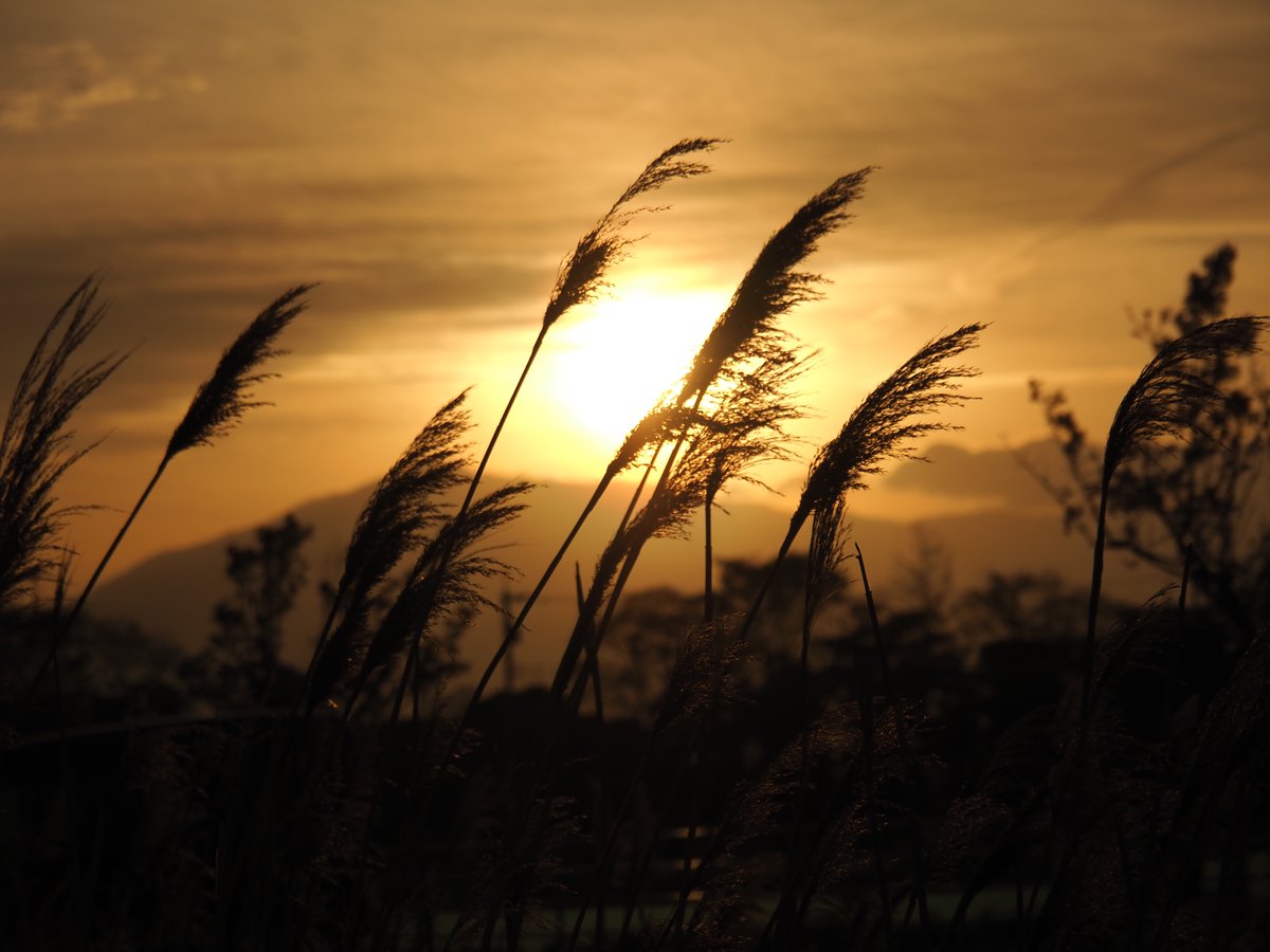 ほしかす tweet media