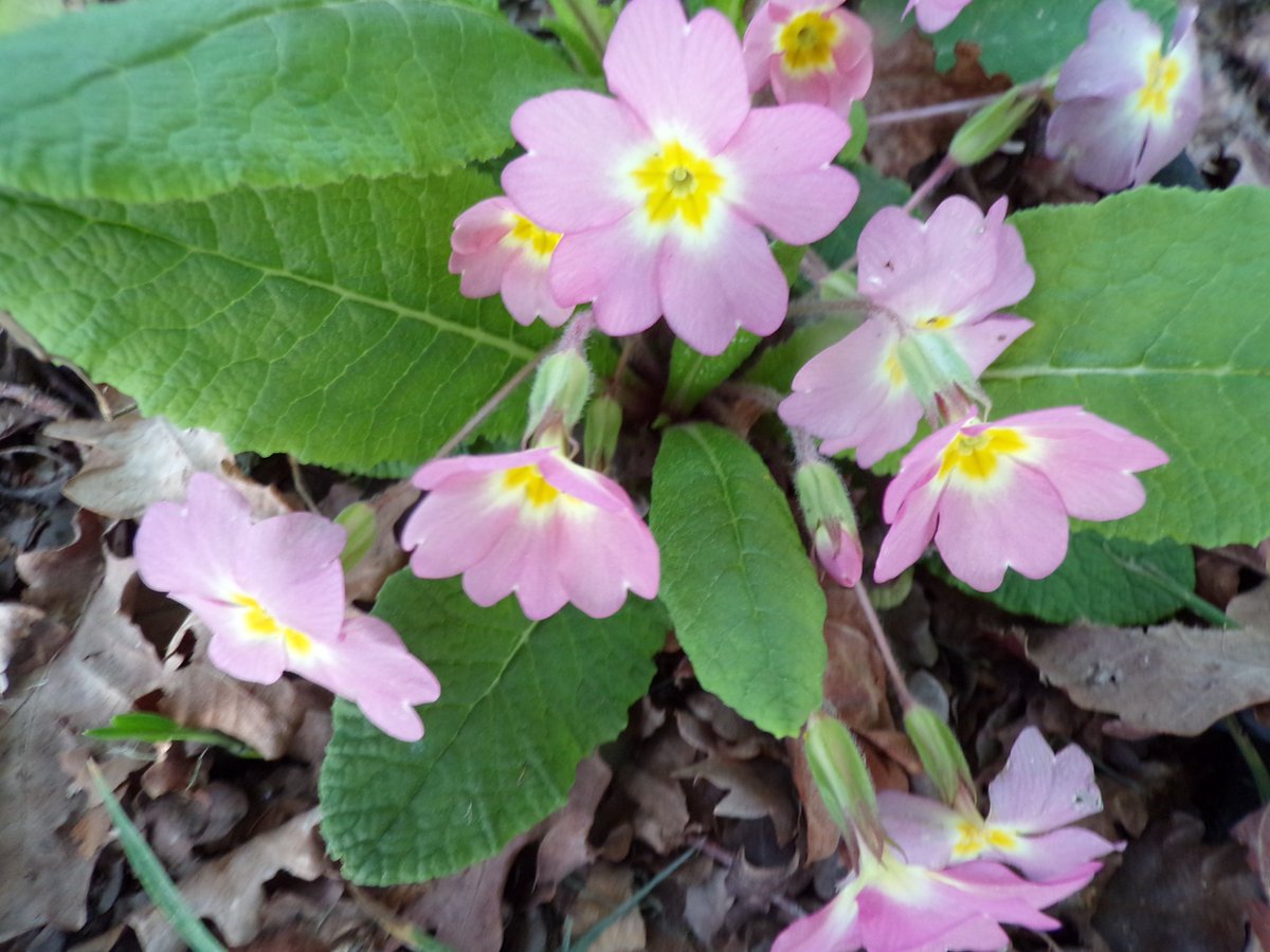 Marie de Jonzac tweet media