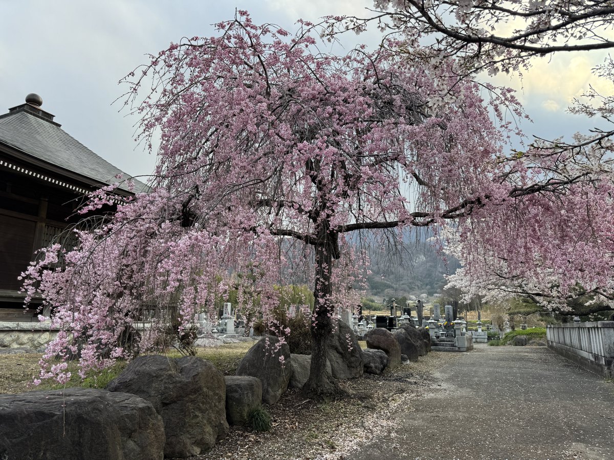 ぼあたん@神社と喫茶店 tweet media